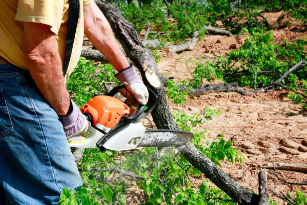 North Wilkesboro, NC Tree Removal Company